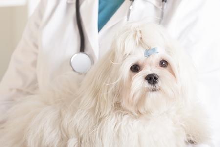 Bichon maltais veterinaire adobestock 47507103