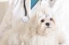 Bichon maltais veterinaire adobestock 47507103