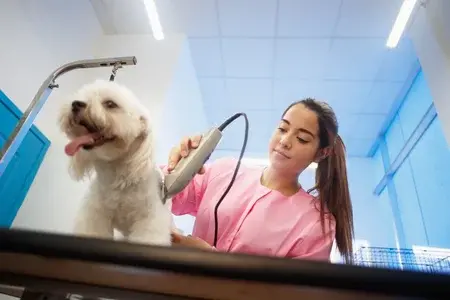 Domipet - Tondeuse électrique professionnelle sans fil pour chat