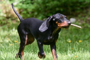Black and tan coonhoun en foret avec un baton