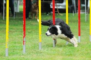 Border colli agility