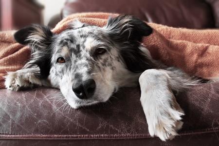 l’hyperparathyroïdie chez le chien : causes, symptômes, traitement