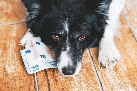 Border collie billets euros adobestock 208918098