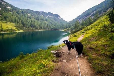 Border collie cani rando longe adobestock 292408068