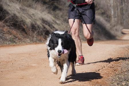 Border collie canicross adobestock 201468326