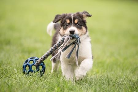 Chien joueur : les meilleures races de chien pour jouer