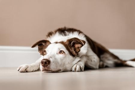 Maladies du foie chez le chien : symptômes, cause, remèdes