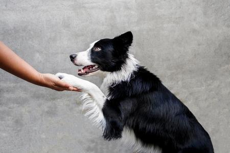 Apprendre à son chien à donner la patte : les 4 étapes
