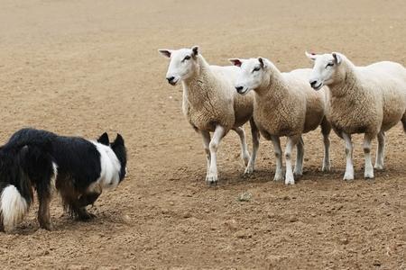 Chien de berger : explications, races, dressage, cours