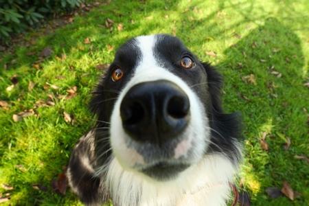 Border collie truffe adobestock 196391764