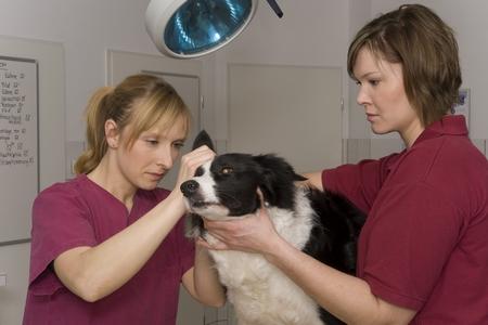 Border collie veterinaire adobestock 29583035