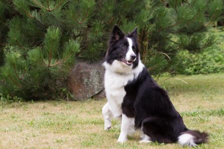 Border collie