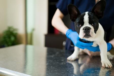 Boston terrier veterinaire adobestock 421642323
