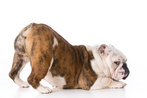 Bouledogue anglais avec les fesses en l air