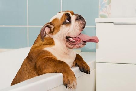 Donner un bain à son chien :  astuces, fréquence et accessoires