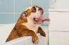 Bouledogue anglais bain adobestock 309224084