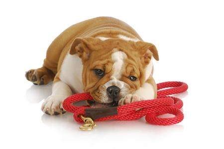 Bouledogue anglais chiot laisse adobestock 35181279