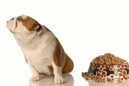 Allergie alimentaire du chien : test, symptômes, traitement