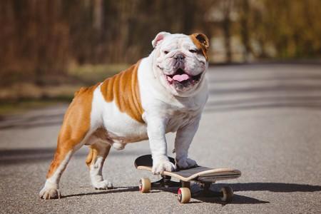 Bouledogue anglais skateboard adobestock 81227835