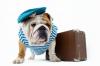 Bouledogue anglais valise adobestock 51321644