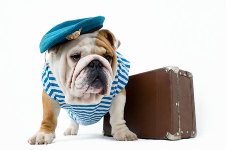 Bouledogue anglais valise adobestock 51321644