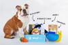 Bouledogue anglais woufbox