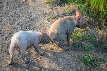 Chien qui mange excrément : causes, raisons, que faire, etc.