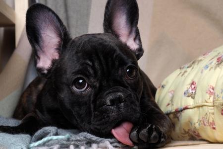 Chien qui lèche : les différentes raisons et pourquoi