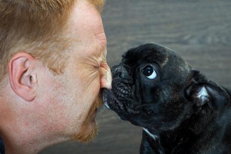 Bouledogue francais chiot maitre adobestock 119440031