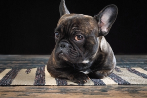 Bouledogue francais couche sur un tapis