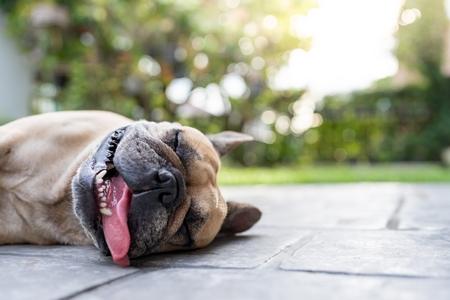 L'hyperthermie chez le chien : symptômes, cause, que faire