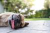 Bouledogue francais essoufle adobestock 513943373