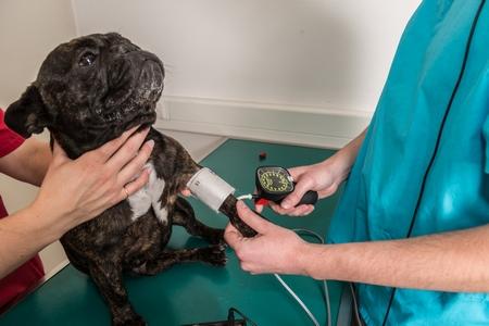 Bouledogue francais examen tension veterinaire adobestock 205109110