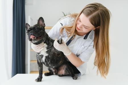 Bouledogue francais examen veterinaire adobestock 511302987