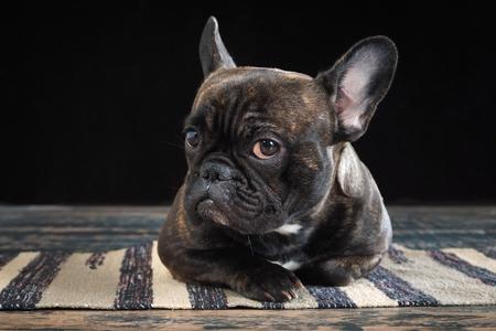 Bouledogue francais regard adobestock 151223937