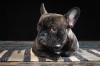 Bouledogue francais regard adobestock 151223937