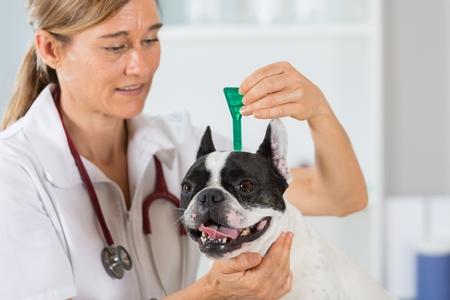 Bouledogue francais veterinaire anti puce pipette adobestock 90767873