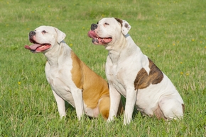 Bouledogues americains qui tirent la langue