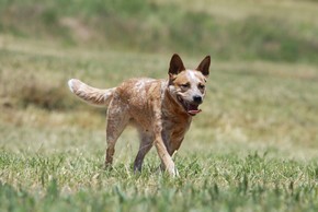 Bouvier australien rouge truite dans la nature