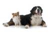 Bouvier bernois chihuahua couche adobestock 80998889