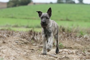 Bouvier des ardennes gris qui marche dans la nature