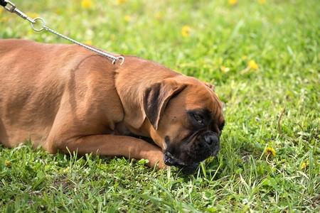 Boxer chiot nature adobestock 146026762