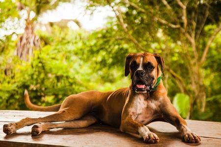 Boxer couche adobestock 521108385