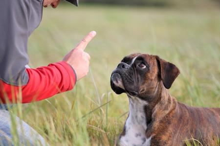 Boxer maitre adobestock 46107655