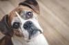 Boxer vieux adobestock 102833779