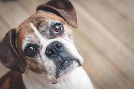 Boxer vieux adobestock 102833779