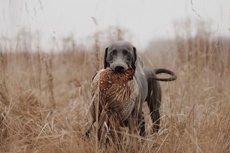 Braque de weimar chasse adobestock 328234921