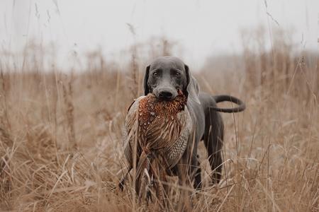 Alimentation d’un chien de chasse : besoins, croquettes, ...