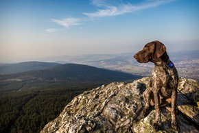 Braque francais assis en haut d une montagne