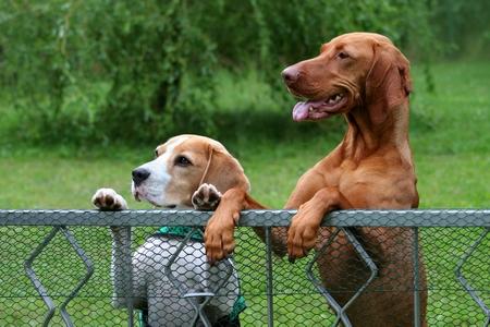 Chenil pour chien en Kit avec grillages - Montage construction facile